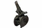 Sauropod (Barosaurus) Caudal Vertebra w/ Metal Stand - Wyoming #334646-1